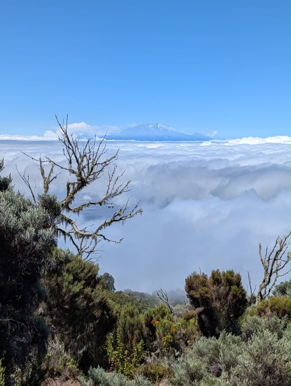 Kilimanjaro above the clouds, heather in the foreground