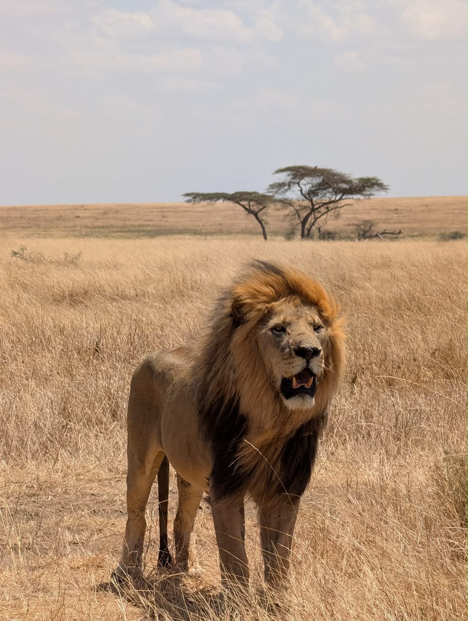 A lion standing in dry grass