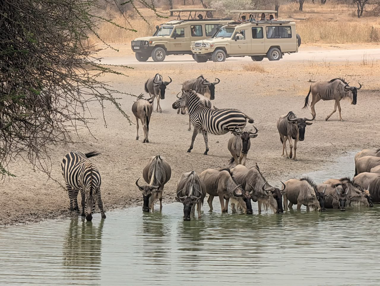 Zebras and wildebeest at a waterhole, safari vehicles behind