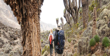 Machame Camp to Shira Camp, photo 1