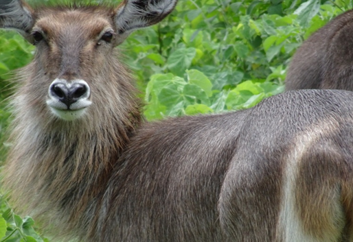 Wildlife in Arusha National Park