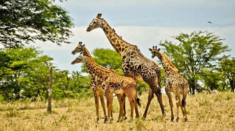 Day One: Arusha - Lake Manyara National Park, photo 2