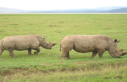 Day Two: Ngorongoro Crater, photo 2