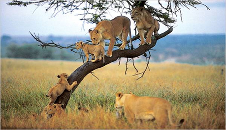 Day 1: Serengeti, photo 2