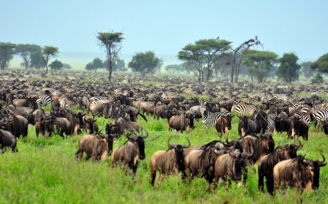 Wildebeest and zebra on the Serengeti