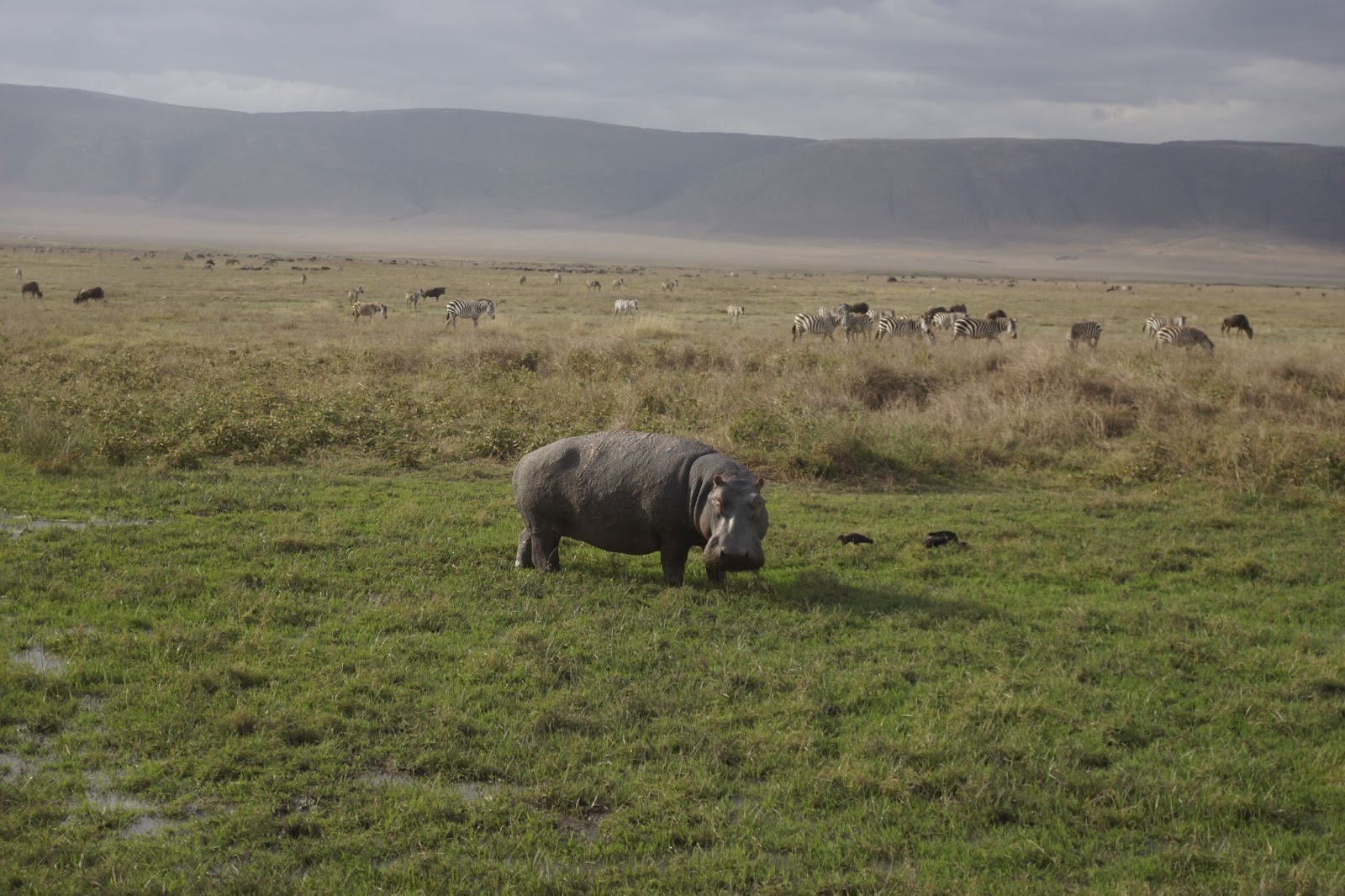 Day 4: Ngorongoro - Moshi, photo 2