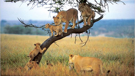 Day 1: Lake Manyara National Park, photo 2