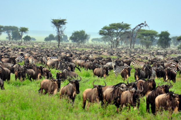 Day 2: Serengeti, photo 1