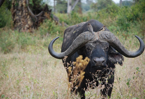 Day 4: Ngorongoro - Tarangire, photo 2