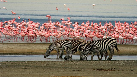 Day 1: Lake Manyara National Park, photo 1