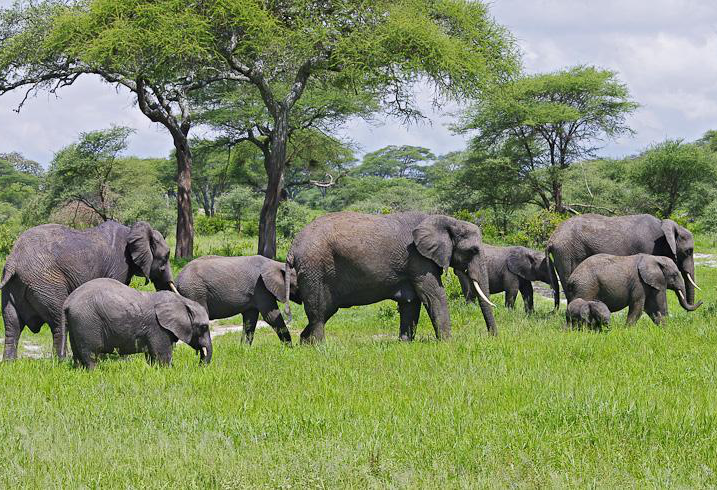Day 5: Serengeti - Tarangire, photo 1